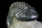 Detailed, 3" Reedops Trilobite - Atchana, Morocco - #130536-4